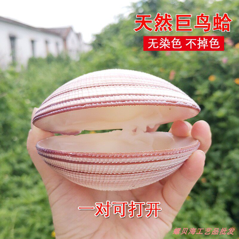 Natural Shells Sea Snail Double Shell Giant Bird Clams Purple Heart-shaped Bay Blue Bird Bay Fish Tank Aquatic build Scape Decoration Pendulum screw-Taobao