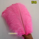 Южная Африка импортированные страусисты