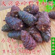 Squirrel grain pine Tower Daxinganling wild original masson pine Tower specialty pine tree nut 500g