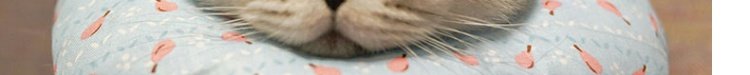 Elizabeth Circle Pet Anti-Bite Cổ áo Dog Dog Cat Head Head Pet Sản phẩm Pet Chống mite Vòng tròn Chống cắn - Cat / Dog hàng ngày Neccessities 	bát thức ăn cho mèo	