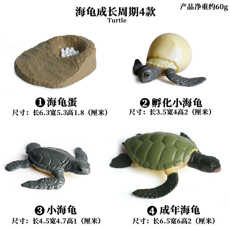 товар из китая 仿真昆虫动物成长周期模型仿真 青蛙 蝴蝶 蚕宝宝 种子 生长周期 Zhongjieming toys