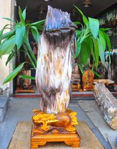 8 8kg "big tree knot rising" boutique ice seed tree jade fossil silicified wood strange stone