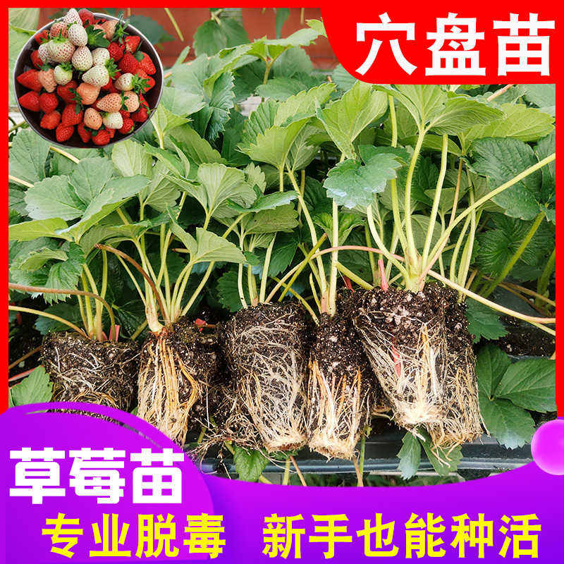 Strawberry Fry All Season Potted edible Dandong 99 Strawberry Miao with Nutritious Earth Cream Strawberry Fry red Yen Strawberry Miao-Taobao