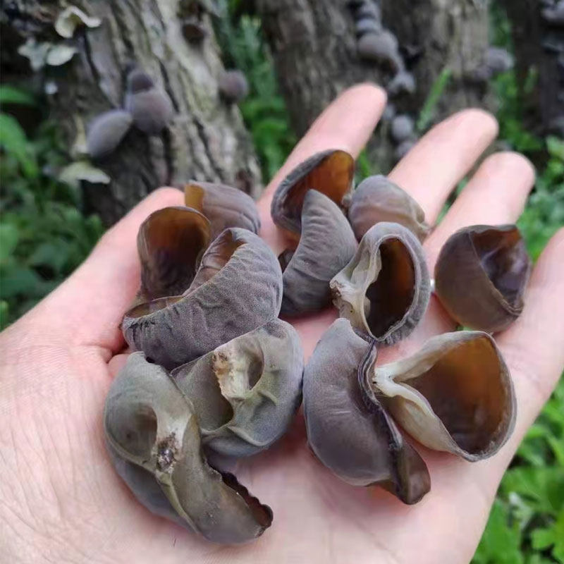 [USD 18.37] Natural Acacia Blackwood Ear Rootless Extra Small Bowl Ear