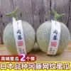 Japanese variety Okato melon 2 pieces Shizuoka reticulated melon Hainan melon Melon Cantaloupe fresh fruit