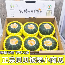 Authentic Japanese variety Beibei pumpkin 5-6 fresh chestnut flavor baby supplement powder glutinous sweet pumpkin