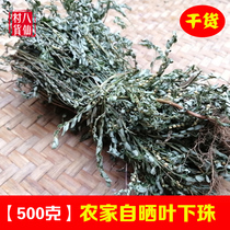 New-dried wild leafy beads New Pearl grass grass Chinese herbal medicine Pearl grass fresh fake oil 500g