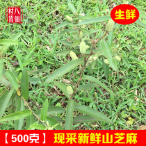 Wild fresh mountain sesame seeds now dug fake sesame seed oil hemp Chinese herbal medicine 500g