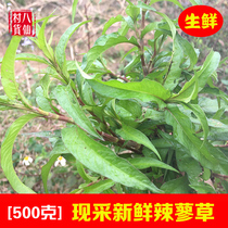 Fresh Polygonum hydropiper L now of Polygonum hydropiper White Polygonum hydropiper L (Polygonaceae white hot Liao grass drought Polygonum Spicy Horse Polygonum 500g