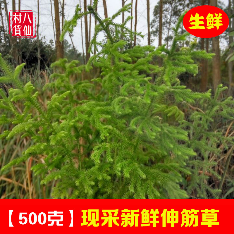 Freshly stretched grass now picking up small stretch of grass Chinese herbal medicine Shuten grass fresh through gluten grass 500 gr-Taobao
