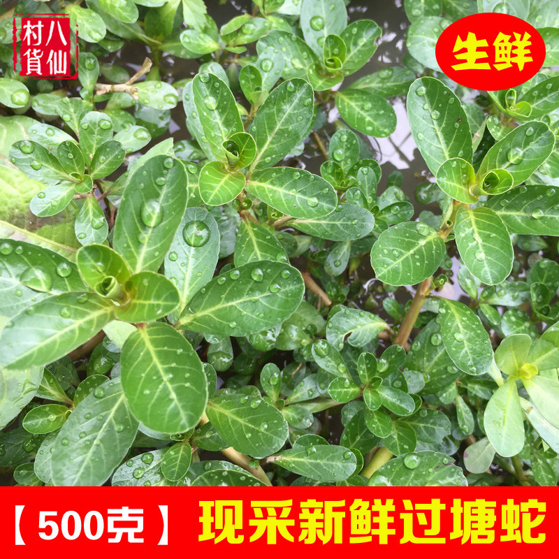 Now fresh cross - pond snake Chinese herbal medicine cross Jianglong Fujiang Fujiang Fuji Cable Cable dish 500g