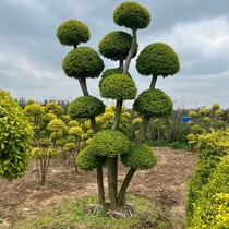 Courtyard villa flowers street trees shiny privet-shaped multi-headed potted plants evergreen all year round cold-resistant and heat-resistant