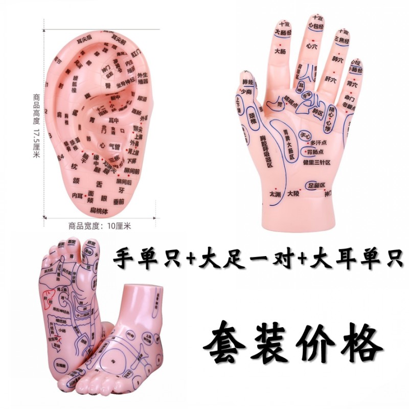 Hand Foot Ears Model Meridians Acupoints Reflex Zone Reflexology Foot Massage Health Foot Plantar High Clarity Traditional Chinese Medicine Teaching
