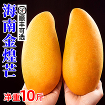 Hainan Jinhuang mango fresh 10 pounds first-class extra large fruit bursting with sweet seasonal freshly picked specialty fruit full box narcissus mango