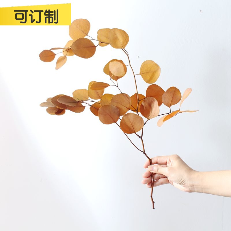 Yellow orange red leaves Nordic light luxury natural dry pattern board room decoration eternal life Eucalyptus leaves Apple leaves