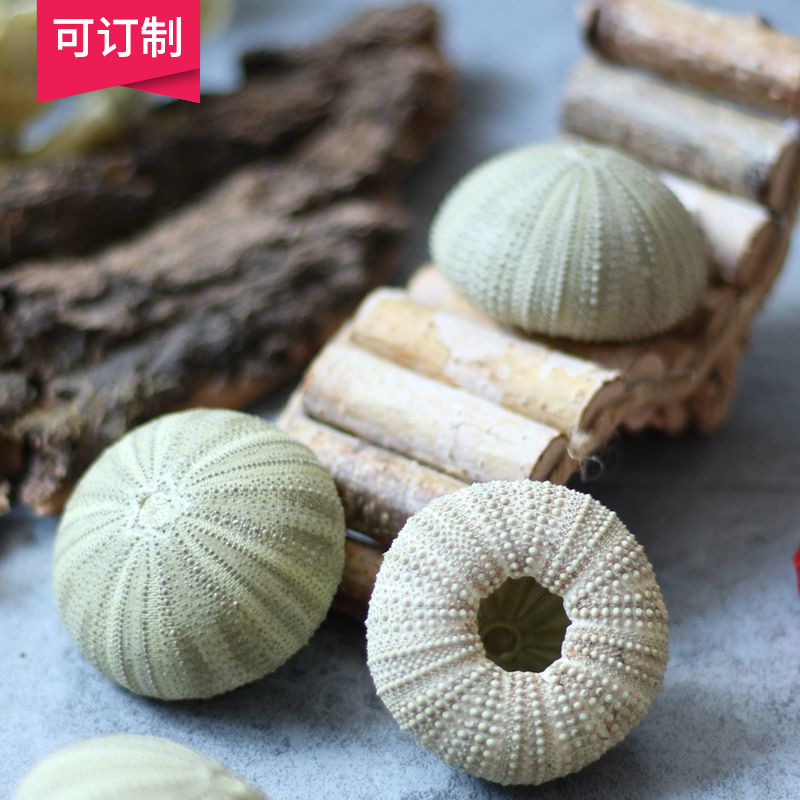 Deep Sea Decoration Natural Sealampshell Display Cabinet Boutique Decorative Pendulum Jewellery accessories Fish Tank Clothing Microscape-Taobao