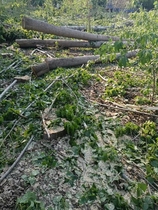 Tongzhou Shushu Service Tongzhou Cutting Trees Service Tongzhou Shifting Trees Service All Beijing Cleaning Branches Leaves