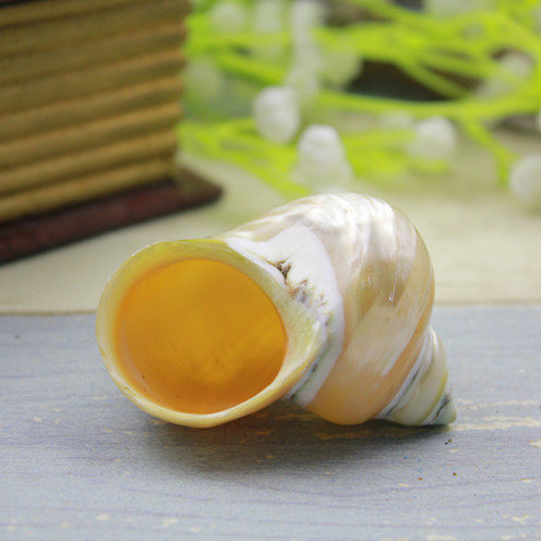 Full RMB35  exquisite moonlight screw natural sea snail shell fish tank decoration collection hem