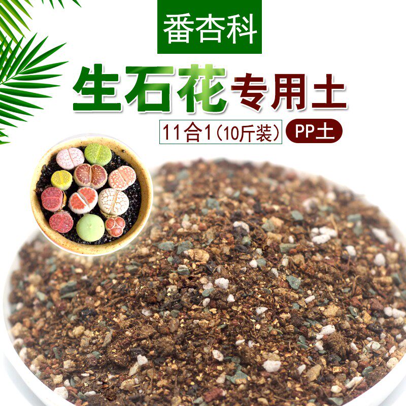 100 earth-set raw stone flower special native apricot meat cone type multimeat plant grain soil fart flower sowing special earth-Taobao