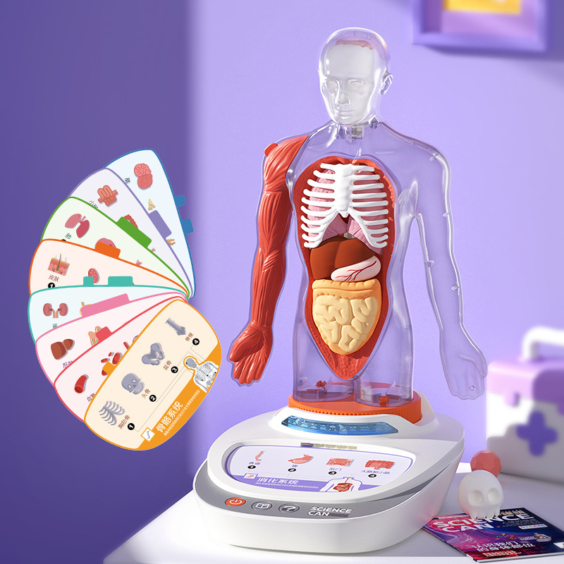 Scientific Cans Human Anatomical Models Organ Detachable Children Teaching Toys Our Body Voice Encyclopedia