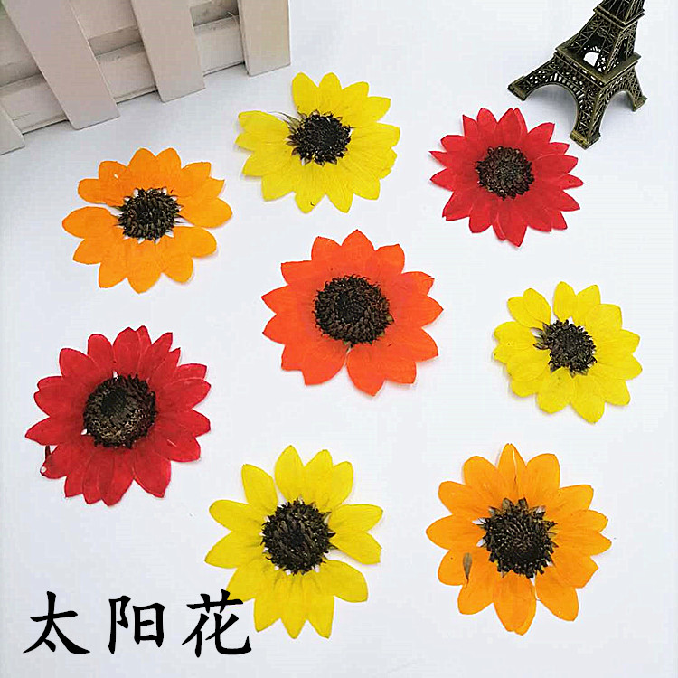 Sunflower Diy Handmade Flower Material Drop Glue Drying Flowers Plant Teaching Pledge Flowers Natural Real Flower Embossing Pledge Flower Painting