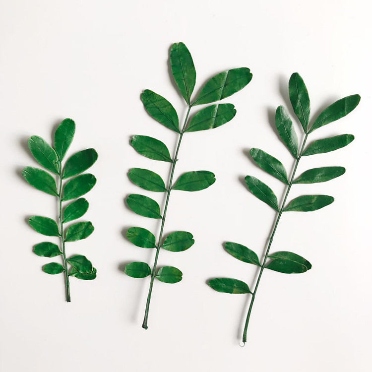 Diy diy Sprinkle Mobile Case Flower Kindergarten students teach plant specimens DIY hand - pressed