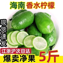 Hainan seedless perfume lemon first-class fruit bullet lemon with thin peel and juicy milk tea and coffee shop special for soaking in water