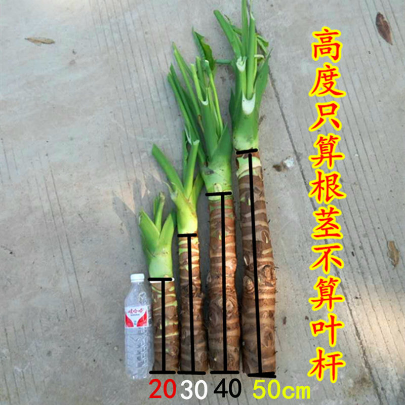 滴水观音海芋霸芋千手观音水培吸甲醛绿植花卉室内大叶植物盆栽
