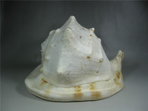 Modern natural super large conch shell crafts ornaments fish tank landscaping creative home decoration accessories punch drill
