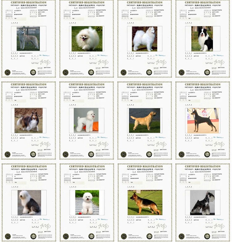 精品纯种比熊  包疫苗 包健康 包养活 欢迎实地挑选