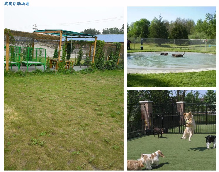 精品纯种比熊  包疫苗 包健康 包养活 欢迎实地挑选