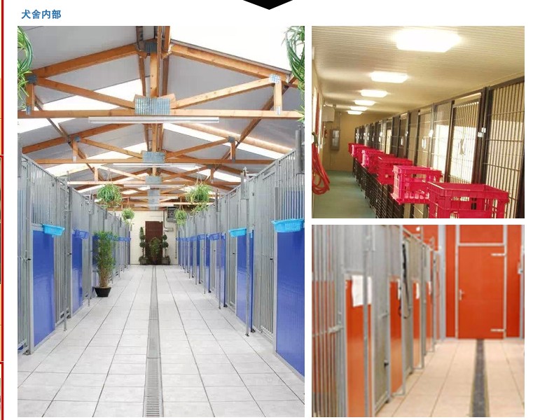 精品纯种比熊  包疫苗 包健康 包养活 欢迎实地挑选