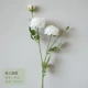 Красота Lu Lian-White