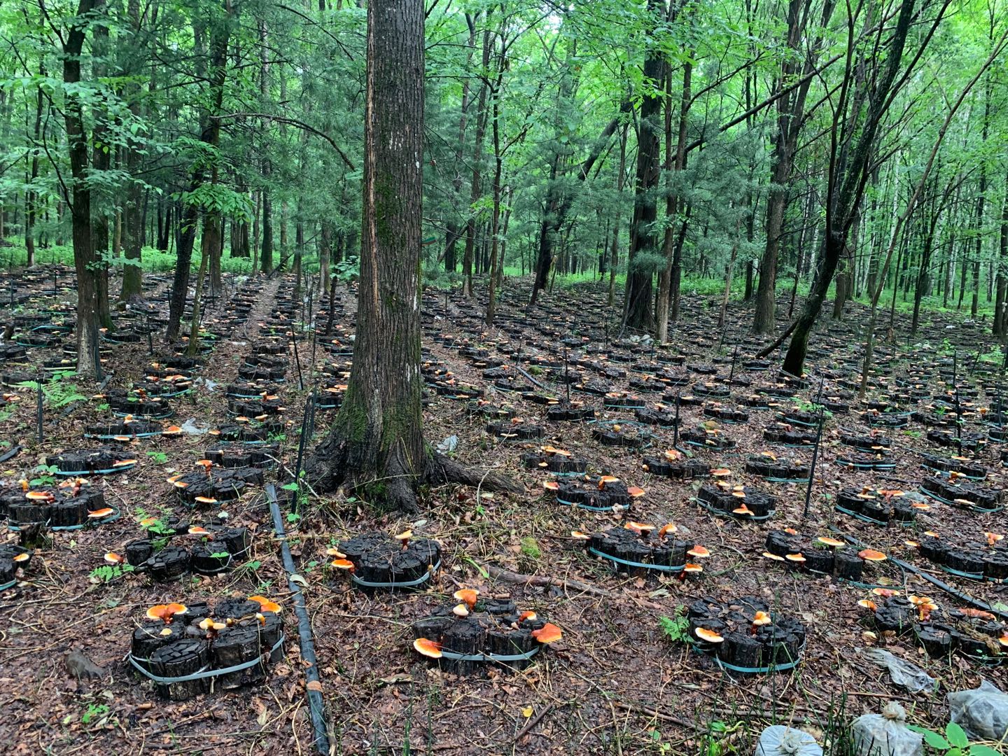 长白山林下灵芝 松杉灵芝 赤灵芝 产地直发量大自家灵芝基地-阿里巴巴