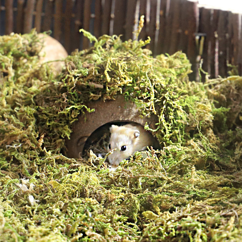 Hamster Golden Silk Bear Dry Carb Mosaics Scape Supplies Cage Diy Natural Wind Mat to Build Toy Supplies