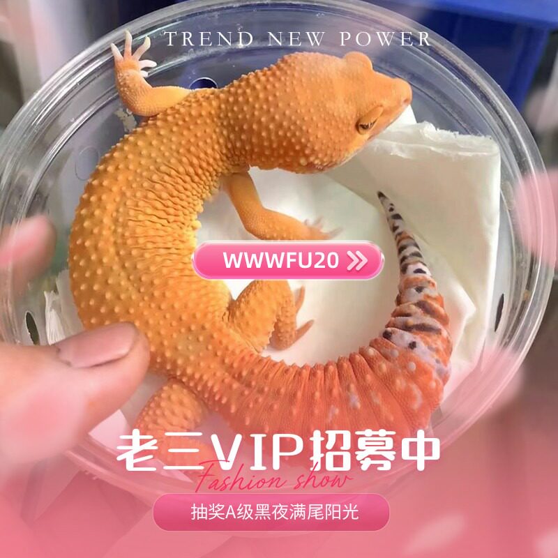 老三的宠物小世界