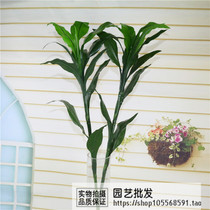 Simulation of rich bamboo open bamboo pastoral rural living room room fake flower silk flower decoration flower green flower art