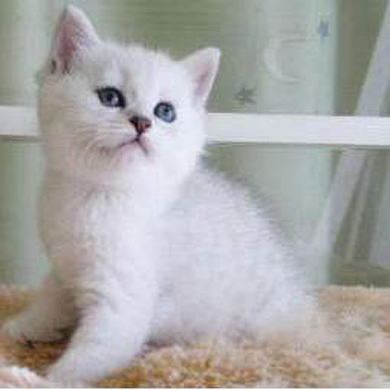 Purebred British short kittens British shorthair cats live gold