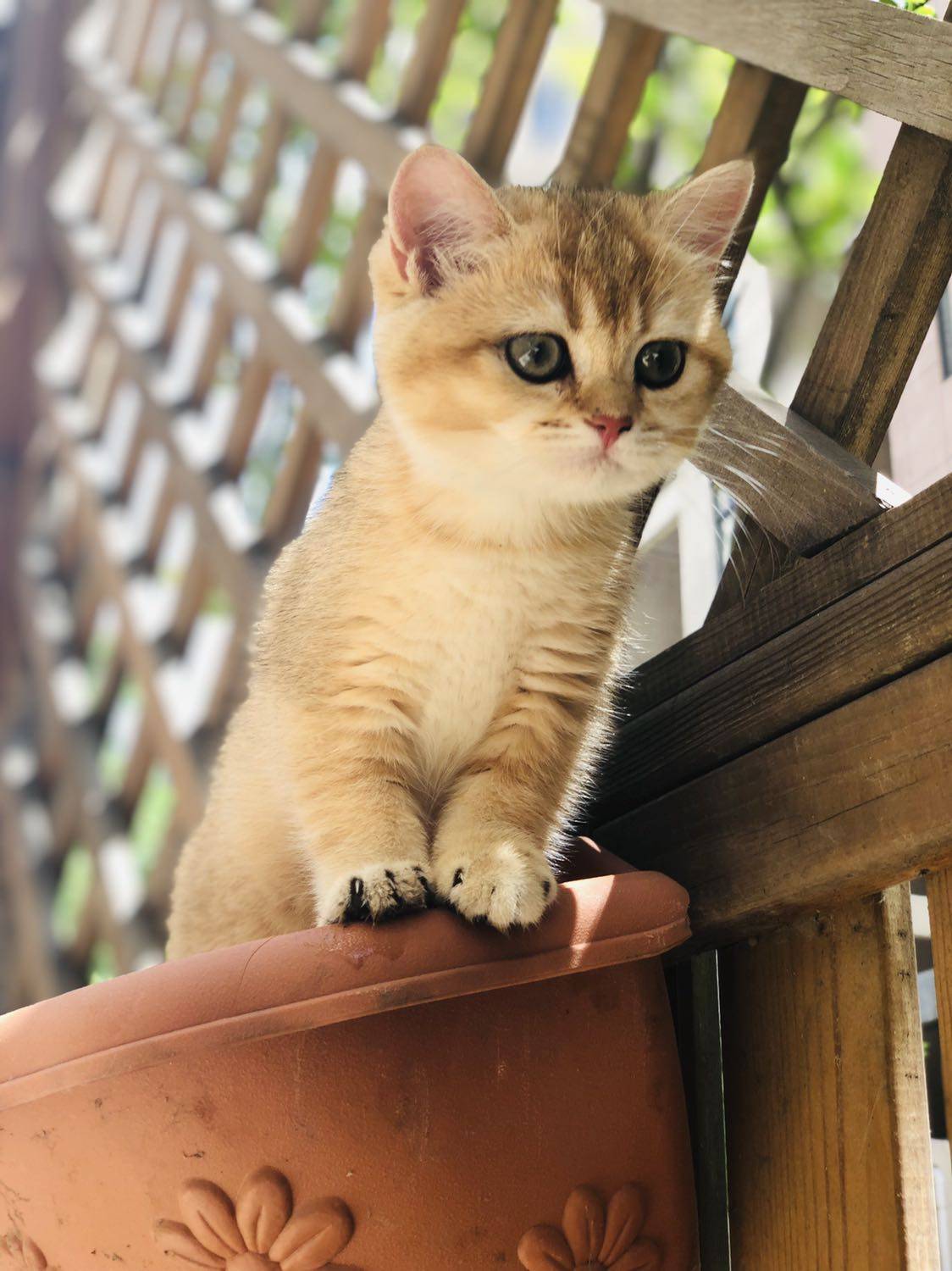 Purebred British short kittens British shorthair cats live gold