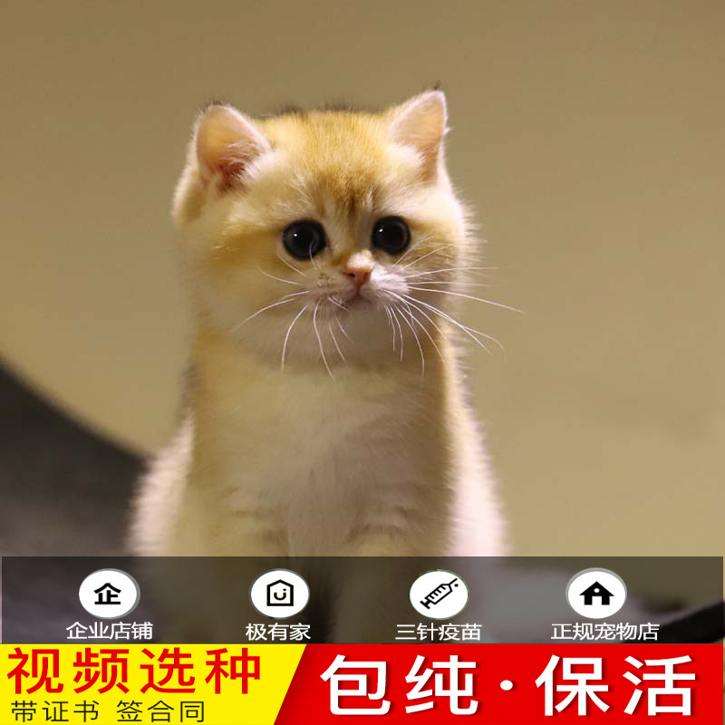 Purebred British short kittens British shorthair cats live gold