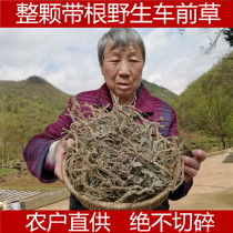 Plantain 2021 Shennongjia fresh pure Wild plantain grass tea dry goods Chinese herbal medicine plantain whole root