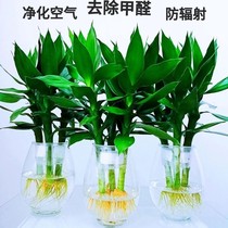 Guanyin Bamboo Fukui Bamboo Water Petted Flowers Potted Water Raising Indoor Living Room Green Plant Good For All Four Seasons