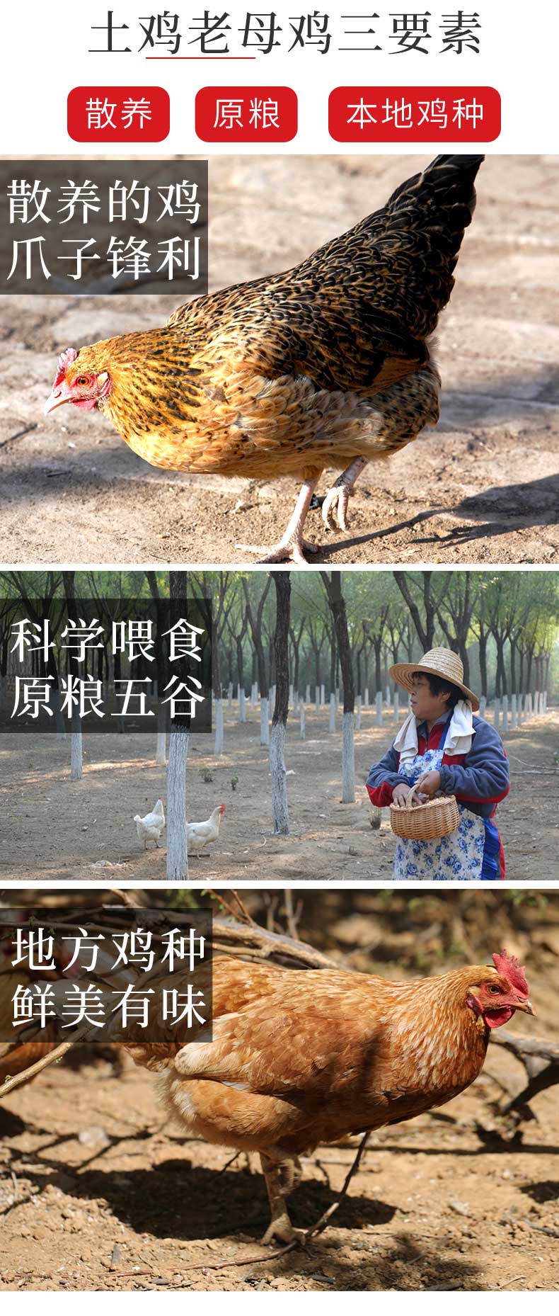 首农旗下 百年栗园 500天林地散养老母鸡 800g*3只 图4