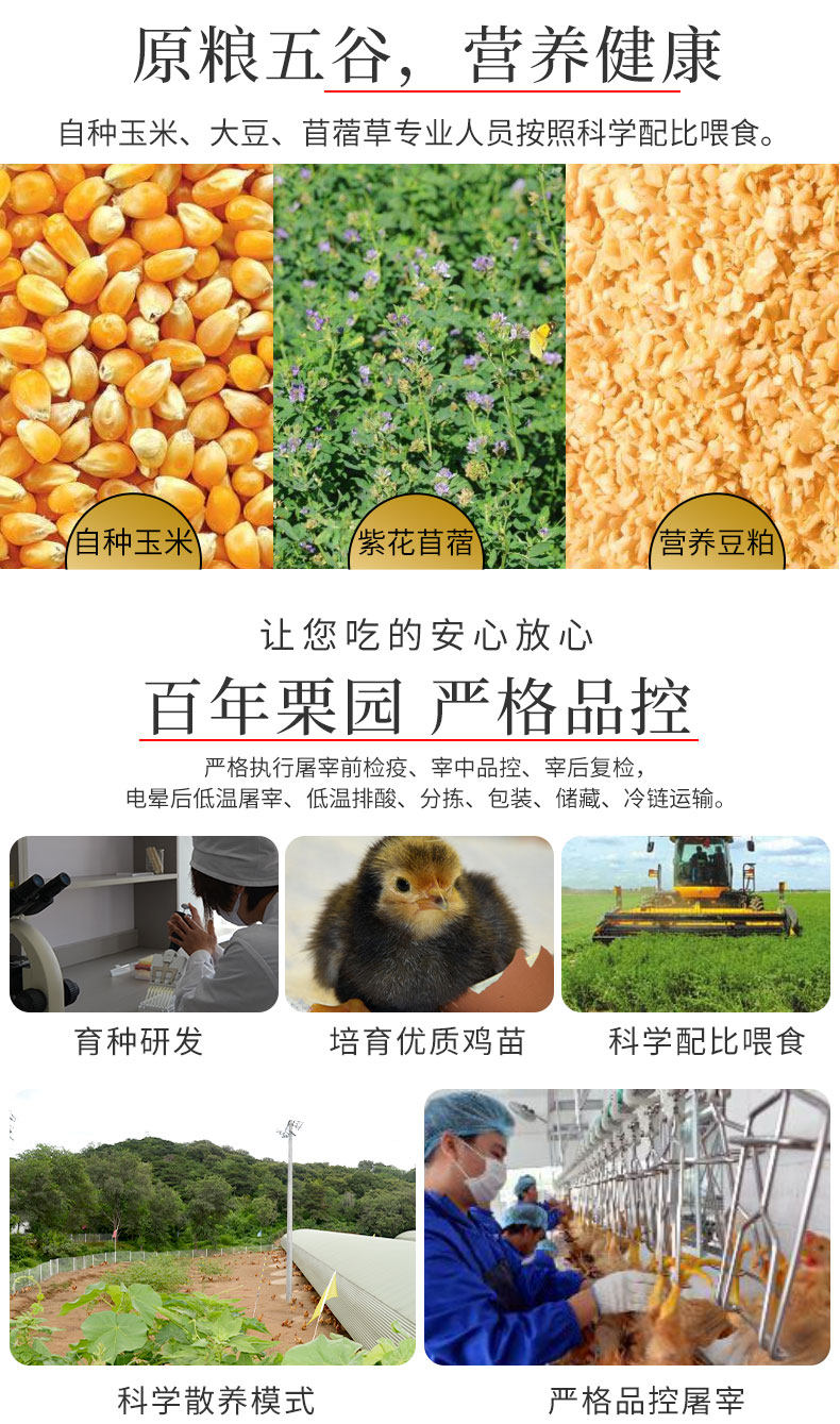 首农旗下 百年栗园 500天鸡龄 北京油鸡老母鸡 600g*2只 图7