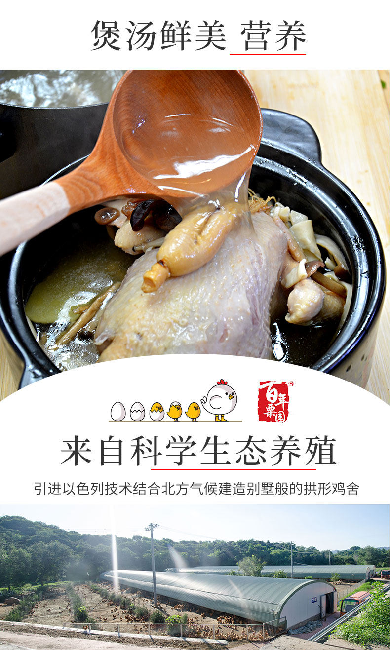首农旗下 百年栗园 500天鸡龄 北京油鸡老母鸡 600g*2只 图6