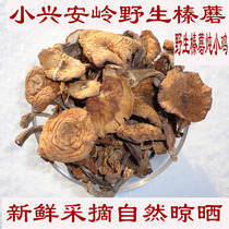 Wild hazelnut mushroom New northeast specialty dry goods Xiaoxinganling mushroom Ding Xiaoxinganling virgin forest 500g