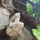 Образец, игрушка, декор для аквариума, скелет, креативный аксессуар, домашний декор, DIY