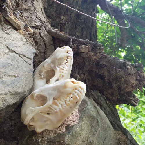 Образец, игрушка, аквариум, скелет, креативный аксессуар, «сделай сам»