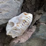 Образец, игрушка, декор для аквариума, скелет, креативный аксессуар, домашний декор, DIY