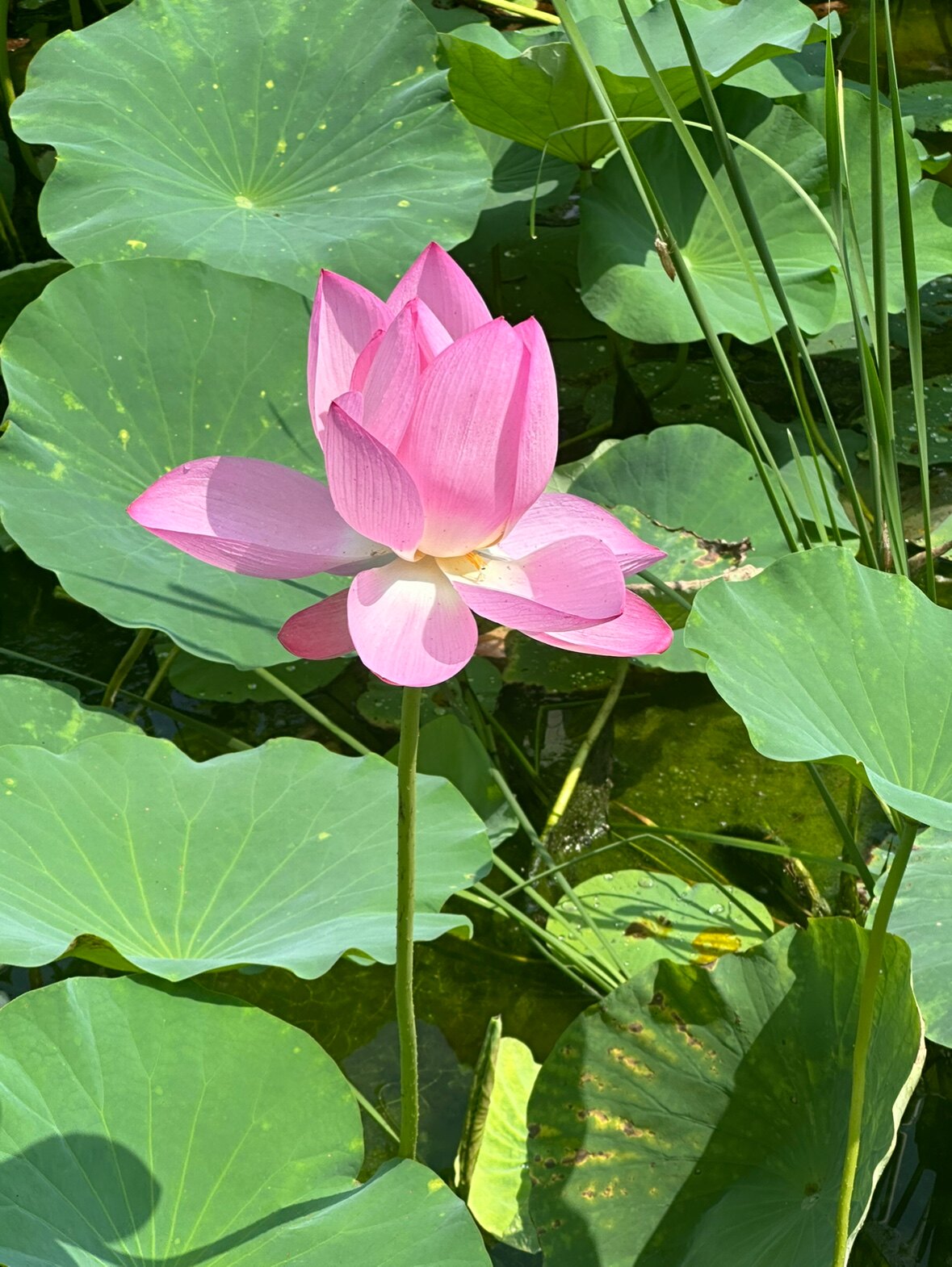 古城祈香福